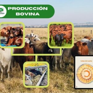 Curso Engorde de bovinos
