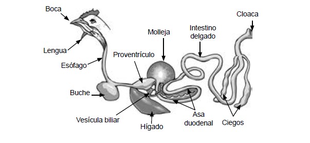 nutricion animal - sistema digestivo de las aves