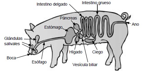 nutricion animal sistema digestivo de los cerdos