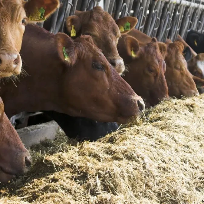CURSO BASICO ALIMENTACION BOVINA PARA ENGORDE