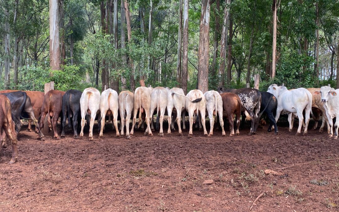 ENGORDE BOVINO A CORRAL. CLAVES PARA EL ÉXITO